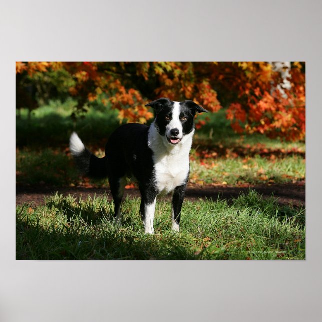 Poster Borda Collie Autumn Permanente (Frente)