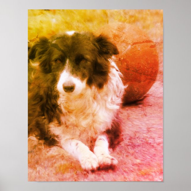 Poster Borda Collie E Ball Dog Art (Frente)