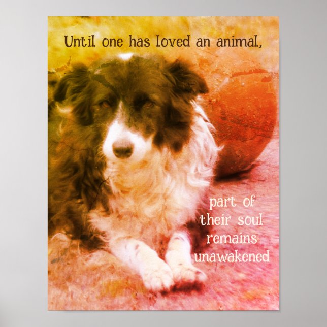 Poster Borda Collie E Ball Dog Art Inspiron (Frente)