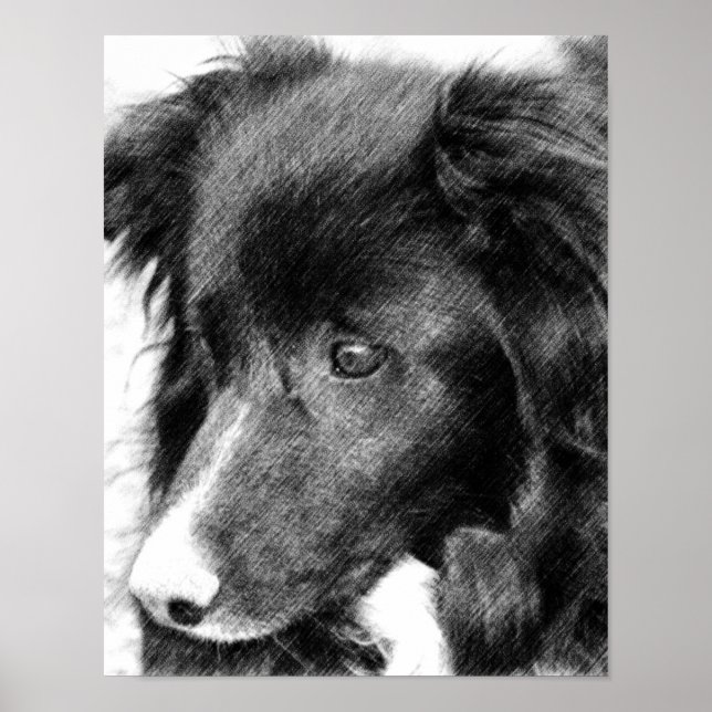 Poster Borda Collie Face Lápis Arte Nº 2 (Frente)