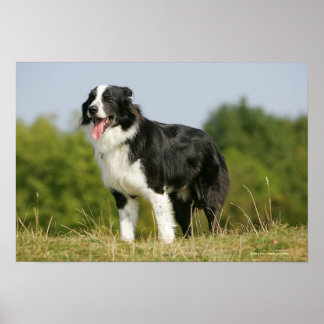Póster Borda Collie Panting