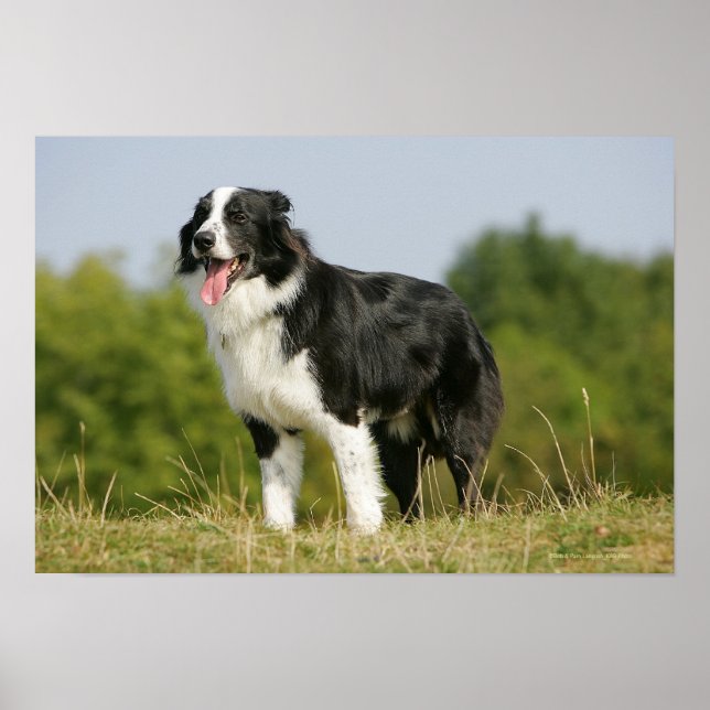 Póster Borda Collie Panting (Frente)