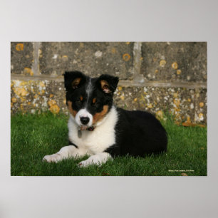 Póster Borda Collie Puppy com Folha na Boca