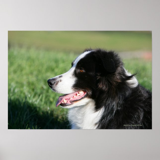 Poster Borda Collie Puppy Escaindo (Frente)