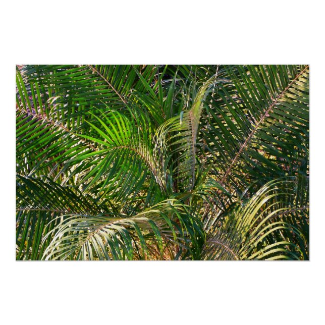Póster Bordas Tropicais de Palm Lit Sunset (Frente)