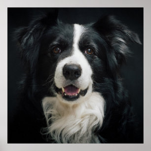 Póster Border Collie