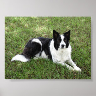 Póster Border collie