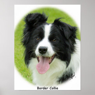 Poster Border collie 9A14D-25