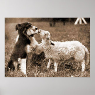 Póster "Border Collie and Lamb"~Poster