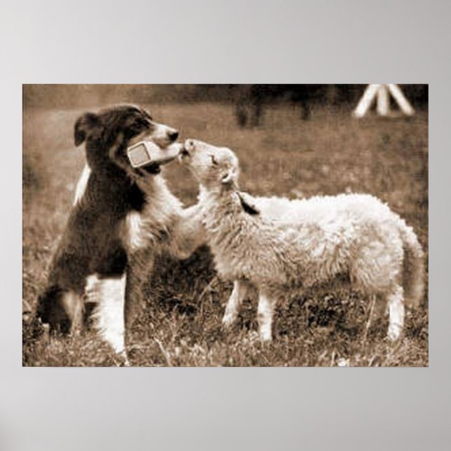 Póster "Border Collie and Lamb"~Poster (Frente)