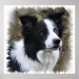Poster Border Collie Art