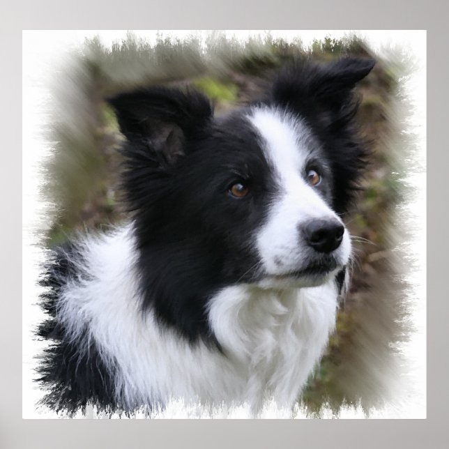 Poster Border Collie Art (Frente)