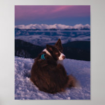 Border Collie on Snowy Mountain Peak at Sunset