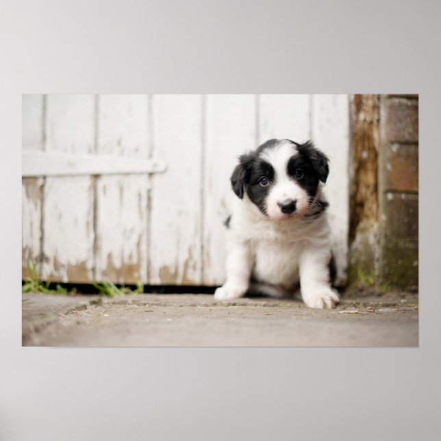 Póster Border Collie Puppy (Frente)