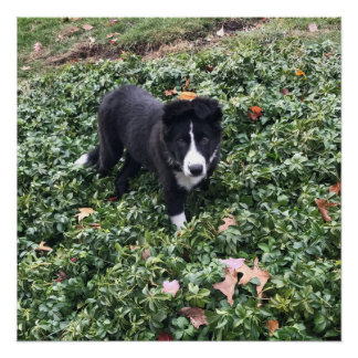 Póster Border Collie Puppy Poster