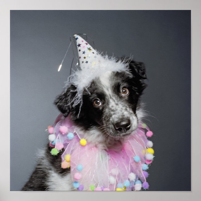 Póster Border Collie Puppy Vestindo chapéu (Frente)