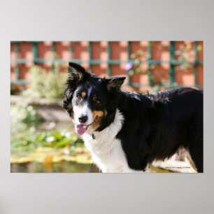 Póster Border collie que arfa 1