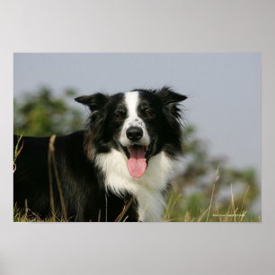 Póster Border collie que arfa o Headshot 1