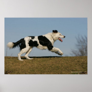 Póster Border collie que funciona 2