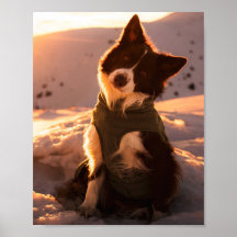 Border Collie Vermelho nas Montanhas Nevadas ao Pô