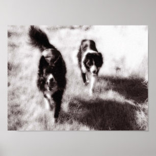 Poster Border Collies