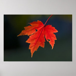 Poster Bordo Acer rubrum) folha vermelha no outono,