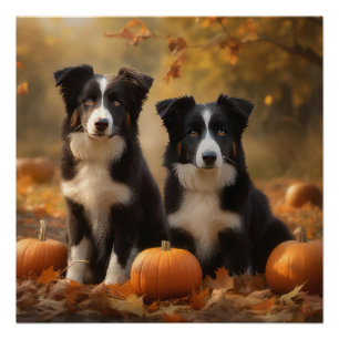 Póster Bordo Collie Puppy Autumn Delight Pumpkin