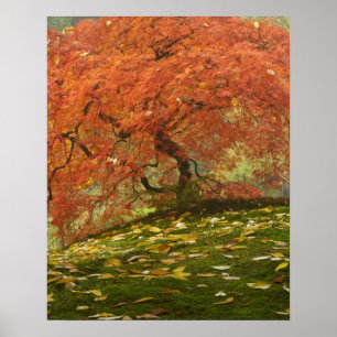 Poster Bordo japonês na cor de outono
