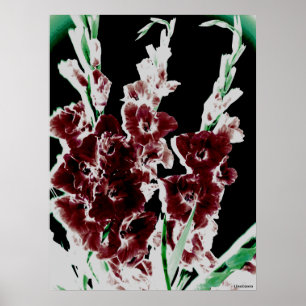 Póster Borgonha Gladiolas por Lina