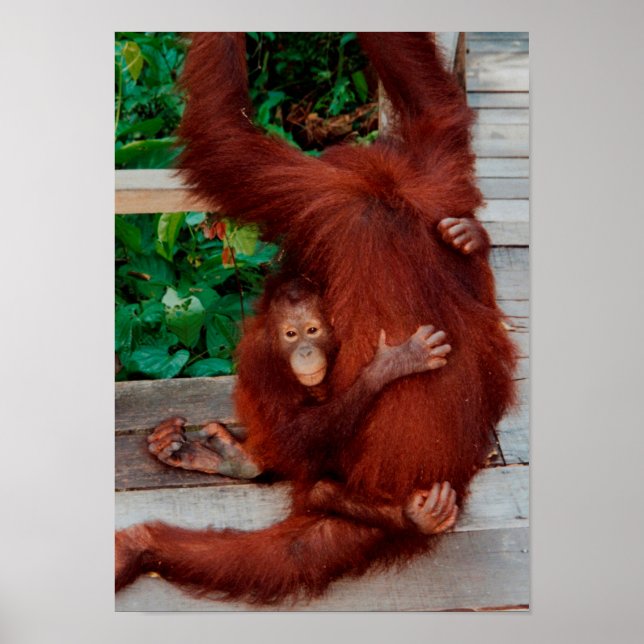 Poster Borneo orangutan (Frente)