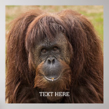 Borneo Orangutan - Bela Fotografia