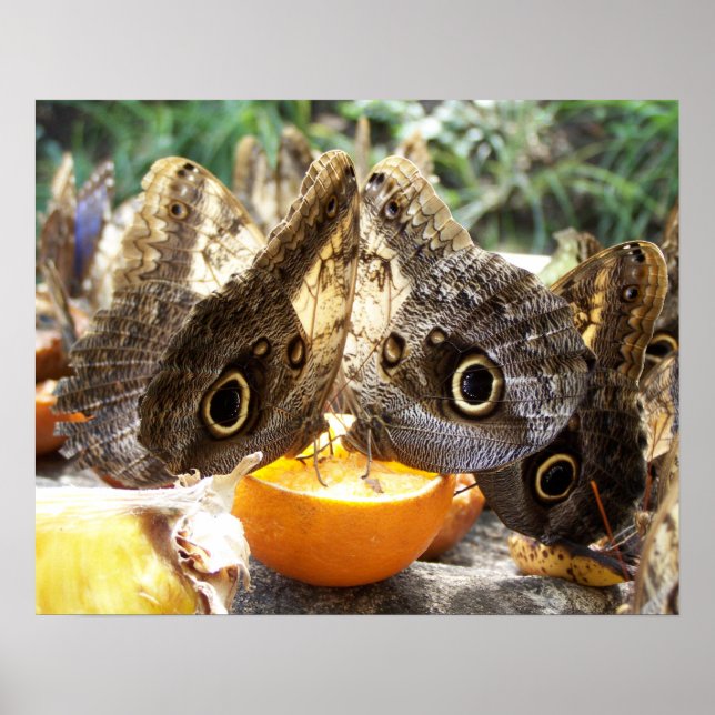 PÓSTER BORRACHAS (Frente)