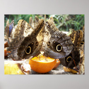 PÓSTER BORRACHAS