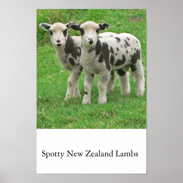 Poster Borregos NZ Spotty (Frente)