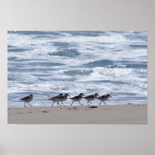 Póster Borrelhos na praia
