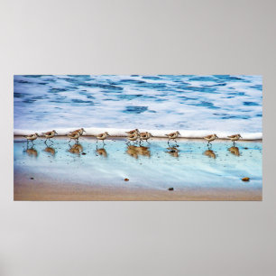 Póster Borrelhos que funcionam ao longo da praia