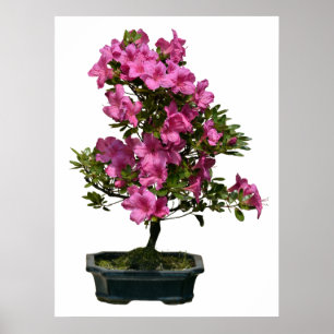 Poster Bósai rhododendron isolado florescendo
