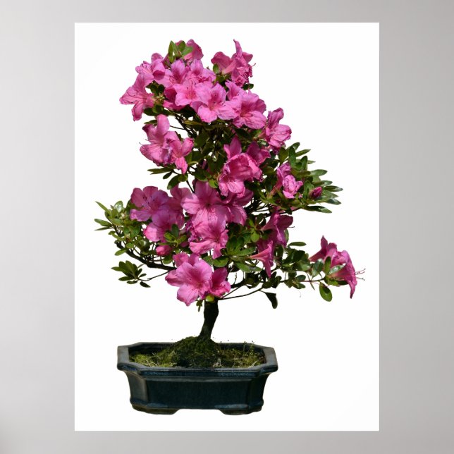 Poster Bósai rhododendron isolado florescendo (Frente)