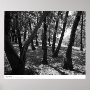 Poster Bosque em Hopland Estação, 1966