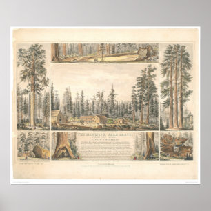 Póster Bosque gigantesco da árvore (0976A)