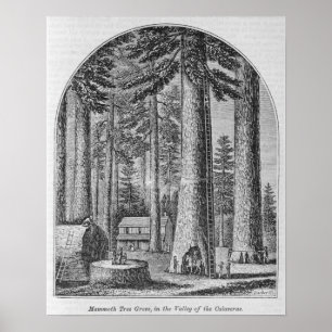 Póster Bosque gigantesco da árvore no vale do