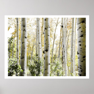 Póster Bosques de Bétulas