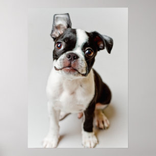Póster Boston Terrier