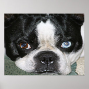 Póster Boston Terrier