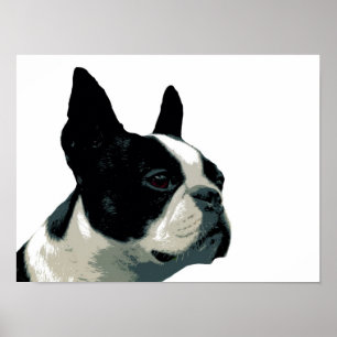 Póster Boston Terrier