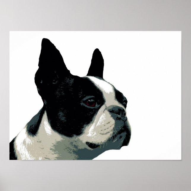 Póster Boston Terrier (Frente)