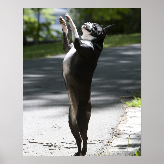 Poster Boston Terrier 2 (Frente)