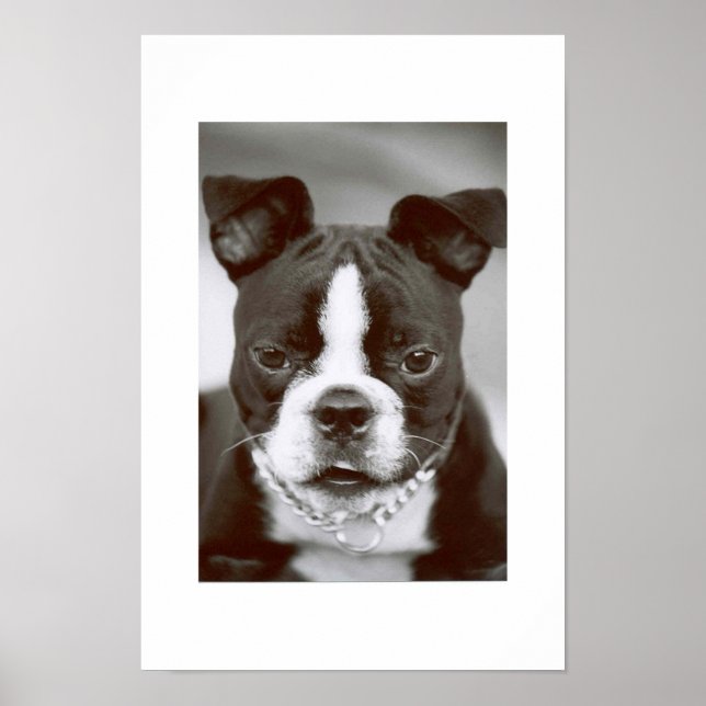 Póster Boston Terrier/ "Buster Capone" (Frente)