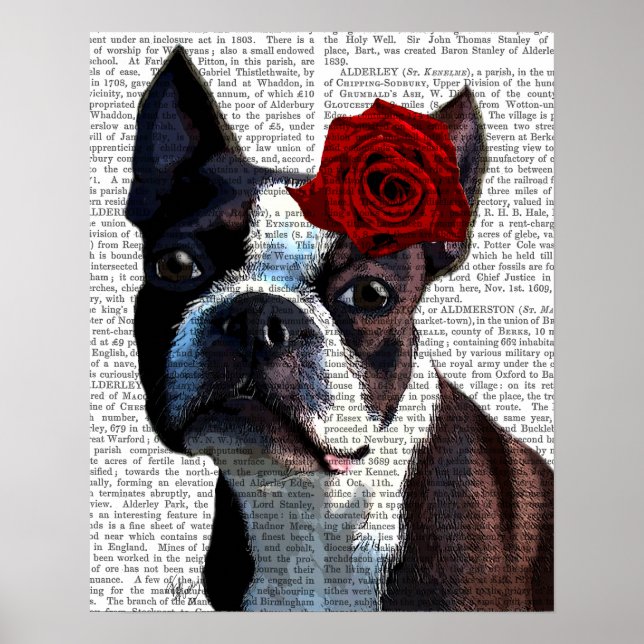 Póster Boston Terrier com Rosa na cabeça (Frente)