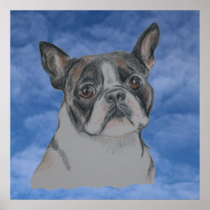 Poster Boston Terrier Dog
